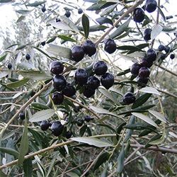 Ripe Olives on the Vine
